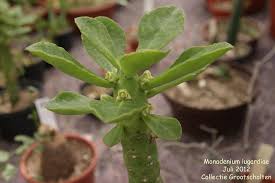 Image result for Monadenium lugardiae