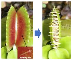 However, some cultivators have bred venus flytraps clones that surpass the standard venus flytrap size. How A Venus Flytrap Knows To Snap Shut Earth Earthsky