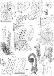 Image result for Megalastrum lanuginosum