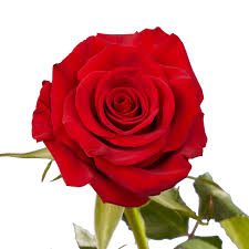 Maybe you would like to learn more about one of these? Buy Roses 50 Red Long Stems Flowers Next Day Delivery Online In Vietnam B076psydg5