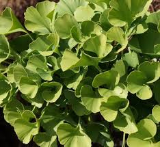Image result for Ginkgoaceae