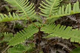 Image result for Gleichenia polypodioides