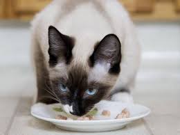 Katzenfutter Selber Machen Das Ist Wichtig Katzen Futter Katzen Futter Rezepte Katzenfutter