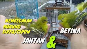 Check spelling or type a new query. Ciri Burung Cipow Jantan Betina By Pawang Burung