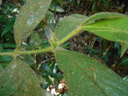 Image result for Lasianthus kilimandscharicus