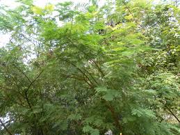 Image result for Leucas fulvipila