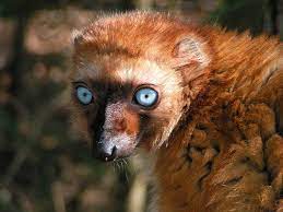 Blue Eyed Lemur By Henrieke On Deviantart Lemur Animals Beautiful Pet Portraits Photography