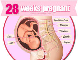 Pin On Weekly Guide To Pregnancy