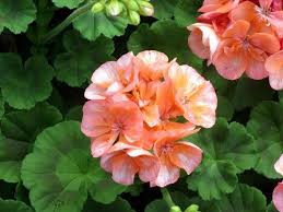 Image result for Geranium vagans