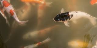 With time, the material will settle to the bottom and you'll regain some clarity to the pond. How To Clear Murky Pond Water The Right Way Without Chemicals