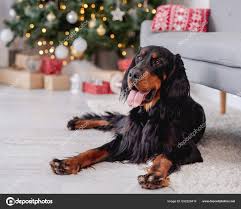 Image result for skotský setr gordonsetr