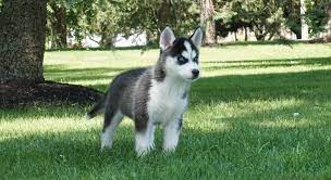 Maybe you would like to learn more about one of these? Kybra Kennels Siberian Husky Puppies