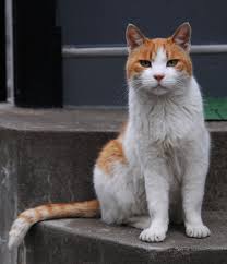 Black And White Tabby Cat Breeds Orange And White Tabby Cat With The Impressive Tail Hisashi 01a Jpg 1834 2136 White Tabby Cat Cat Personalities Cute Cat Breeds
