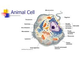Maybe you would like to learn more about one of these? Cellular Organelles A Division Of Labour Animal Cell Ppt Download