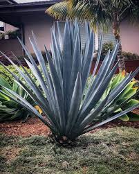 Image result for Agave