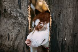 Dog training for your husky puppy. What Is Negative Reinforcement In Dog Training