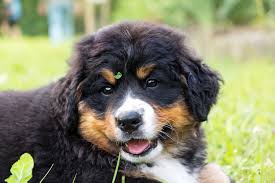 hundeshooting der berner sennenhund ist ein treuer familienhund besonders suss sind die welpen mit ihrem berner sennenhund welpe sennenhund welpen sennenhund