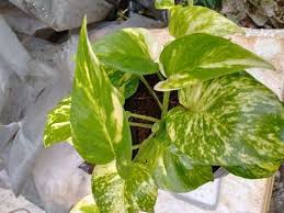 Image result for Oxyanthus pyriformis