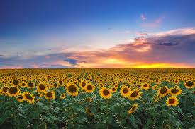 If you're in search of the best sunflower wallpaper desktop, you've come to the right place. Field Of Blooming Sunflowers On A Background Sunset Photograph By Valentin Valkov