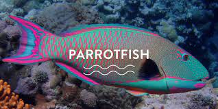 See more ideas about parrot fish, fish, fish pet. Particulars About Parrotfish Ocean Mimic
