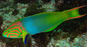 Instantly play online for free, no downloading needed! What Type Of Fish Is This Trivia Questions Quizzclub