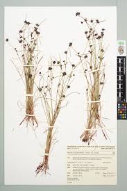 Image result for Schoenus