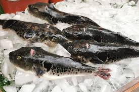 Siapa pernah makan telur ikan? 10 Seafood Paling Mahal Di Dunia Ada Ikan Seharga Rp 250 Juta An Halaman All Kompas Com