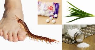 Dikarenakan hewan ini terbagi dalam beberapa jenis (semut merah, semut kecil, semut gatal, semut hitam, dll.). Ini Cara Paling Berkesan Halau Lipan Daripada Masuk Rumah Impiana