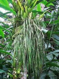 Image result for Vittaria elongata