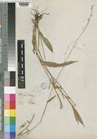 Image result for Megastachya mucronata