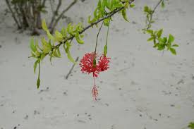 Image result for Hibiscus schizopetalus