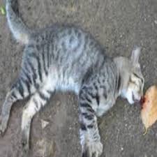 Ruyada Olmus Kedi Gormek Ne Anlama Gelir Neye Isarettir Ruya Tabirleri