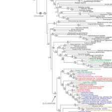 Image result for Brachyachne patentiflora