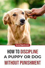 How To Discipline A Puppy Or Dog Without Punishment Love Of A Pet Dog Training Puppy Training Tips Dog Brain
