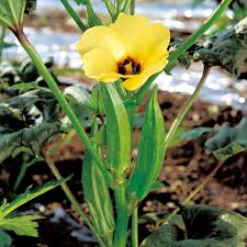オクラの育て方 栽培方法 失敗しない栽培レッスン 野菜の育て方 サカタのタネ 家庭菜園 園芸情報サイト 園芸通信