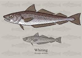 Whiting What It Tastes Like How To Cook It Upland Coast