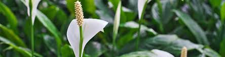 The peace lily takes centre stage this month as houseplant for june 2015. The Perfect House Plant How To Care For Your Peace Lily Flower Power