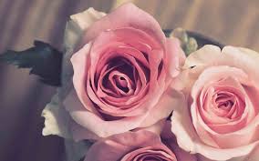 Please contact us if you want to publish a whatsapp wallpaper on our site. Hd Beautiful Flower Images For Whatsapp Profile Dp