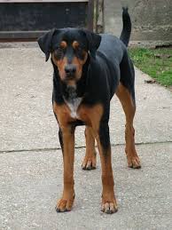 Black And Tan Hound Lab Mix Pin By Magyar Chunsa On Hungarian Culture Puppy Mix Hungarian Dog Hound Puppies