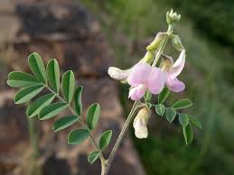 Image result for Tephrosia villosa