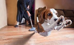 If your dog gets scared when approached by another dog, it is best if you exude calm and maintain neutral behavior. My Dog Is Afraid Of The Vaccum What Can I Do To Make It Less Scary