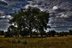 Image result for Schinziophyton rautanenii