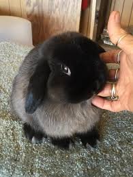 Black And White Holland Lop Bunnies Holland Lop Color Guide In 2020 Holland Lop Holland Lop Bunnies Lop Bunnies