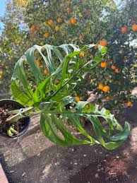 Image result for Monstera