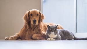 We have all heard of breast cancer in women. 8 Tricks To Help Your Cat And Dog To Get Along Mental Floss