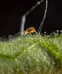 Image result for Tetranychidae grapevine