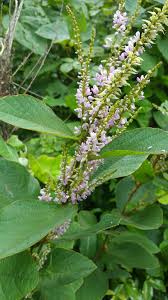 Image result for Polhillides