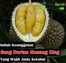 Ini adalah jenis durian di malaysia melaysia merupakan negara yang paling bayak durian berbanding. Inilah 7 Keunggulan Tanaman Durian Musangking Yang Perlu Anda Ketahui Nomor 4 Tergolong Sangat Menguntungkan Jualbenihmurah Com