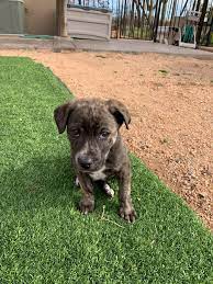 All of our rescue animals are spayed or neutered and brought current. Puppy Luv Animal Rescue Will Be Puppy Luv Animal Rescue Facebook