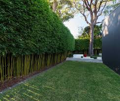 Bamboo Hedge Garden Hedges Bamboo Garden Bamboo Hedge